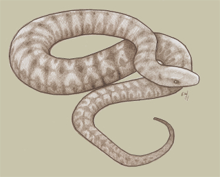 giant thicket viper