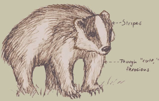 striped badger