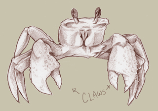 sand crab