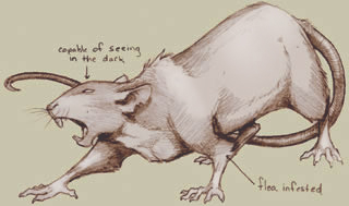 giant rat