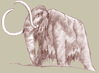 wooly mammoth