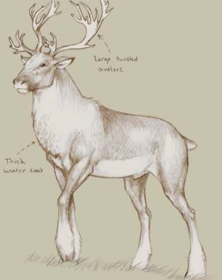 caribou