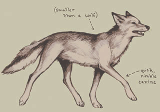 coyote